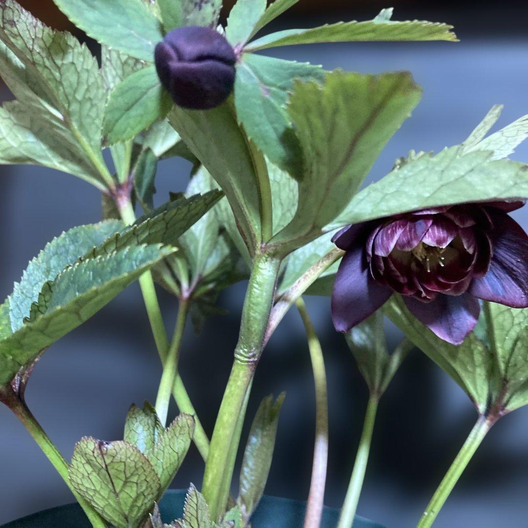 まい3点おまとめ 分割クリスマスローズ雅紫色の花