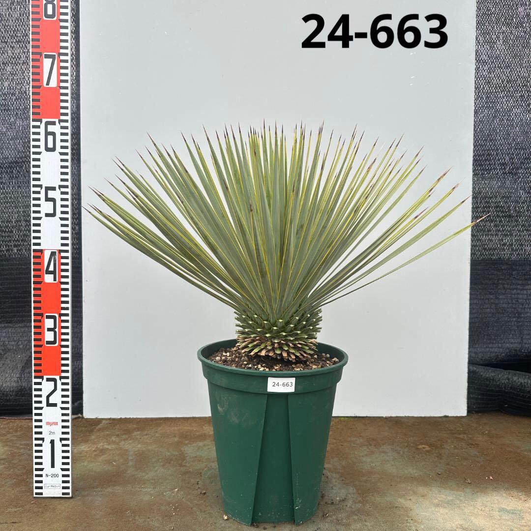 ユッカ　ロストラータ【24-663】超美形　シルバーブルー