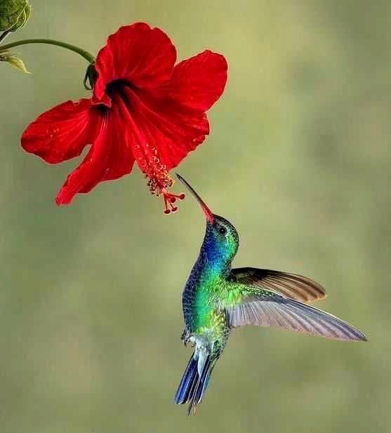 メ*6様 ヴィンテージ　ハチドリ　ハミングバード　アメリカ製　ステンドグラス　オ