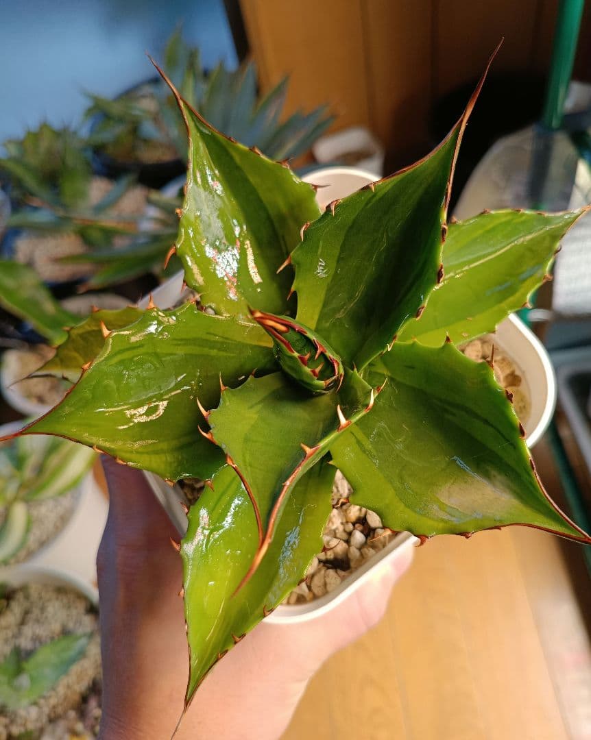 アガベ　パラサナ　斑入り　ハイブリッドアガベ　パリー　モンタナ　オバティフォリア