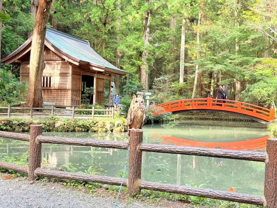 SPALDING バスケットゴール ガラスバックボード