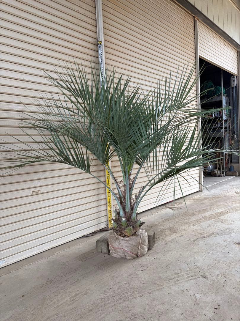 ココスヤシ　鉢上から160センチ