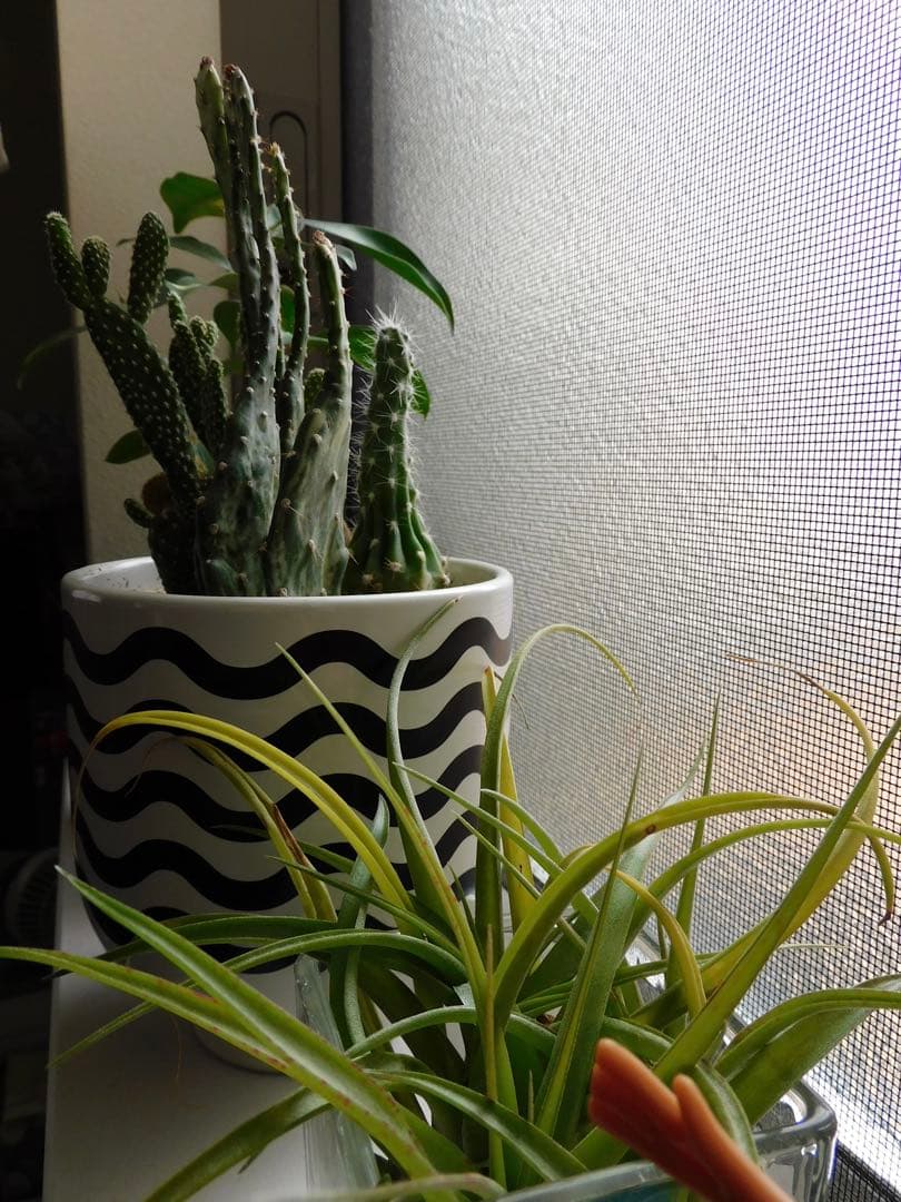 Nikon COOLPIX B600 レッド ニコンクールピクス