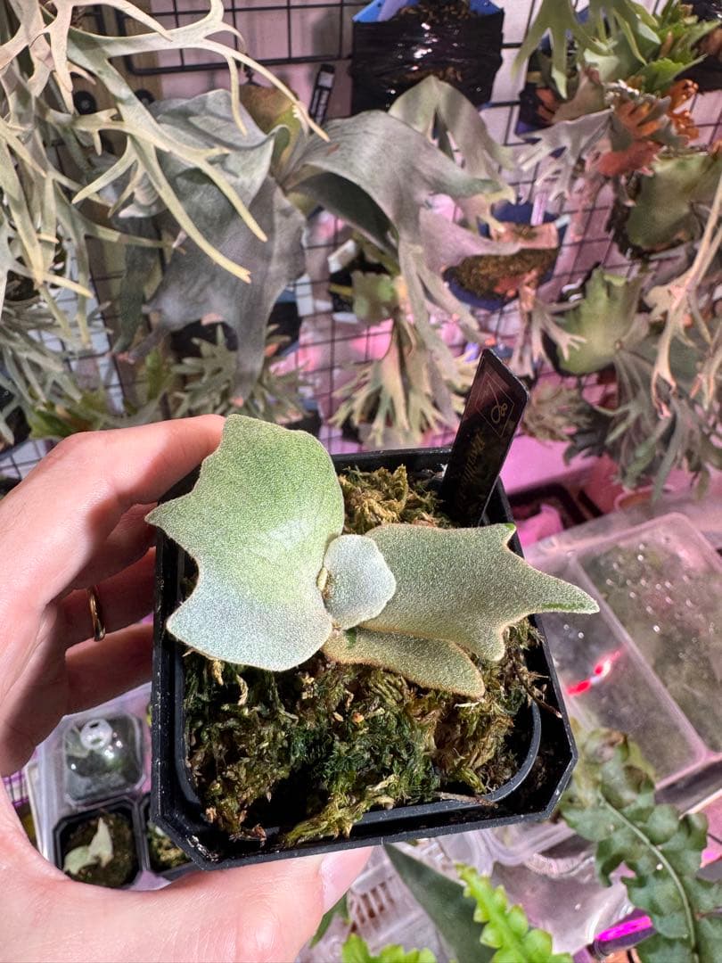 タ*カ様 エルブス　ウィリンキー　ビカクシダ　子株