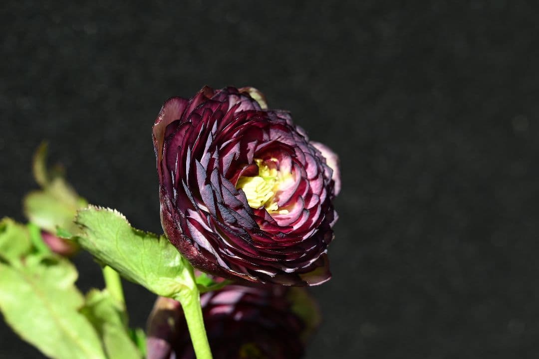 クリスマスローズ　最高級！アンティークアフロディーテ　加藤農園