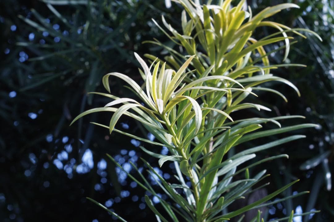 光学極美品_作例有✨ PENTAX スーパータクマー 55mm f1.8 後期型