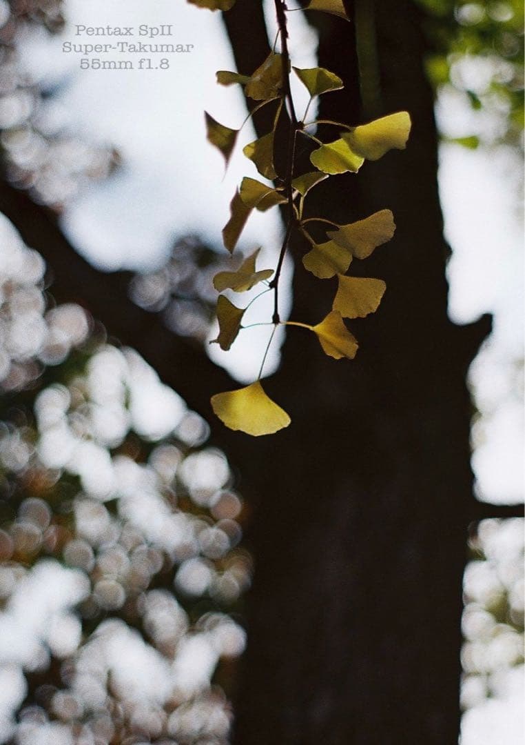 ★pentax sp Ⅱ +タクマー1.8★完動＊美品＊初期保証＊本革外装