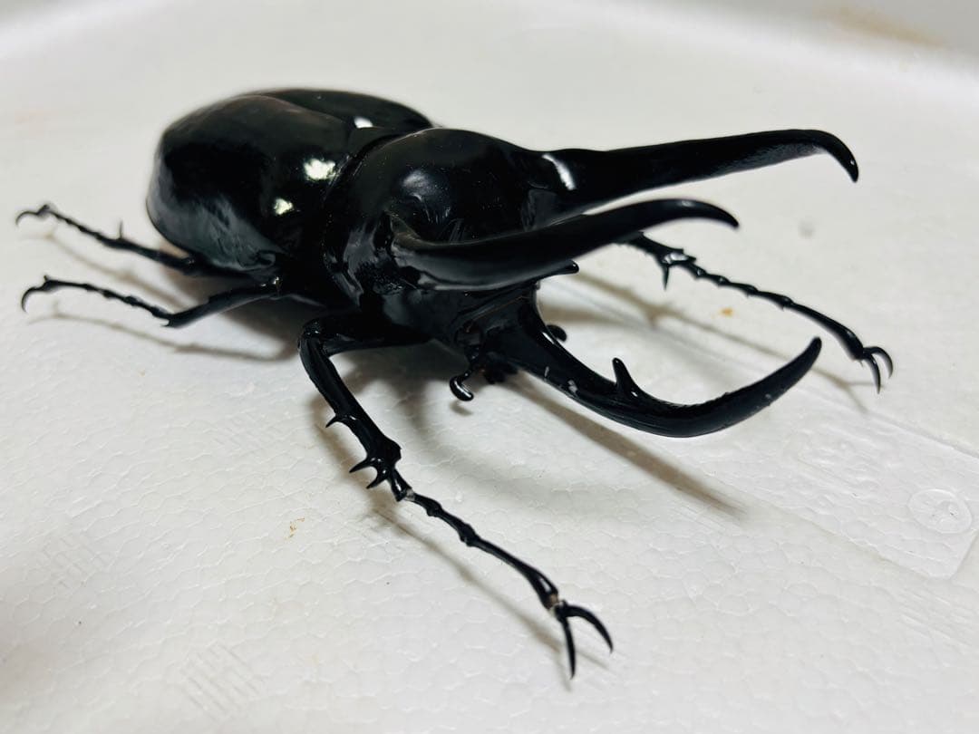 【激レア】特大コーカサスオオカブト 128ミリ 死虫　標本 カブトムシ