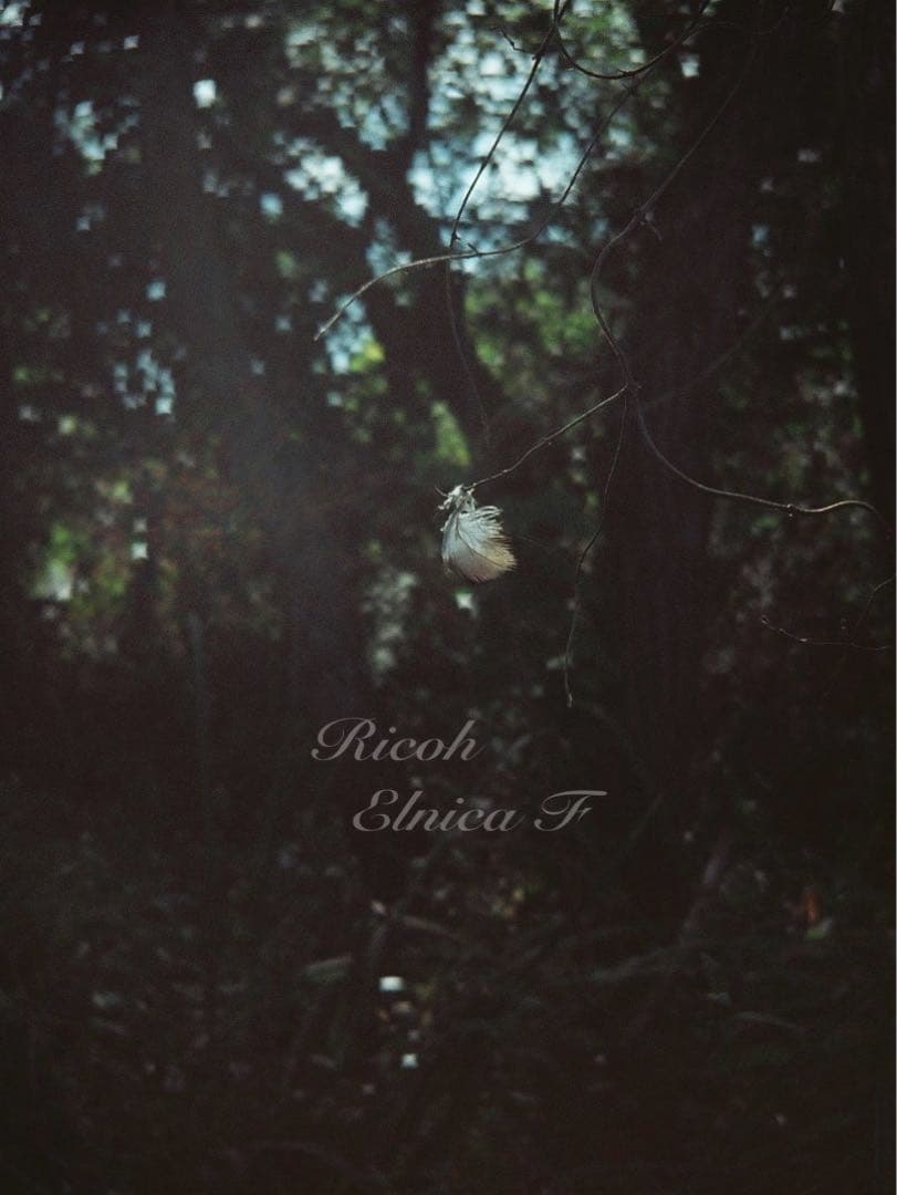 希少品！超美品！完動品★リコー elnica f★フィルム入門＊初期保証＊試写済