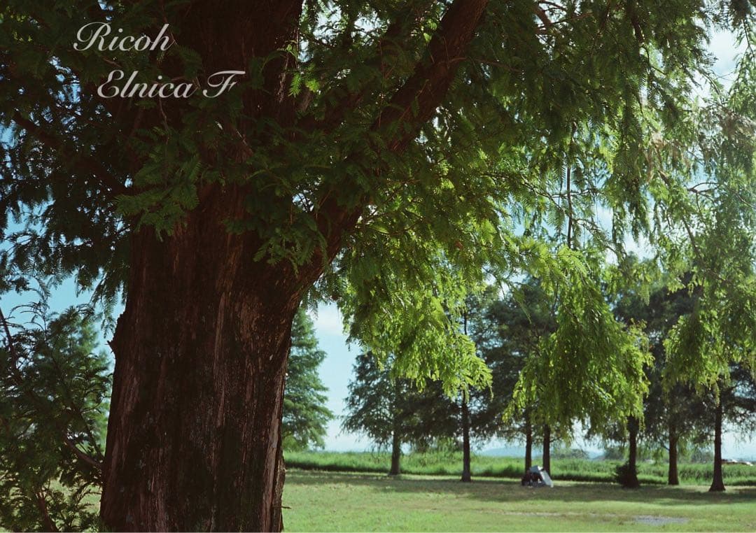 希少品！超美品！完動品★リコー elnica f★フィルム入門＊初期保証＊試写済