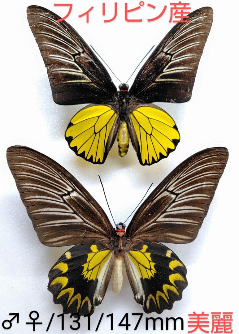 コートーキシタアゲハ♂♀標本フィリピン産 131/147mm♂後翅角度依色彩変化