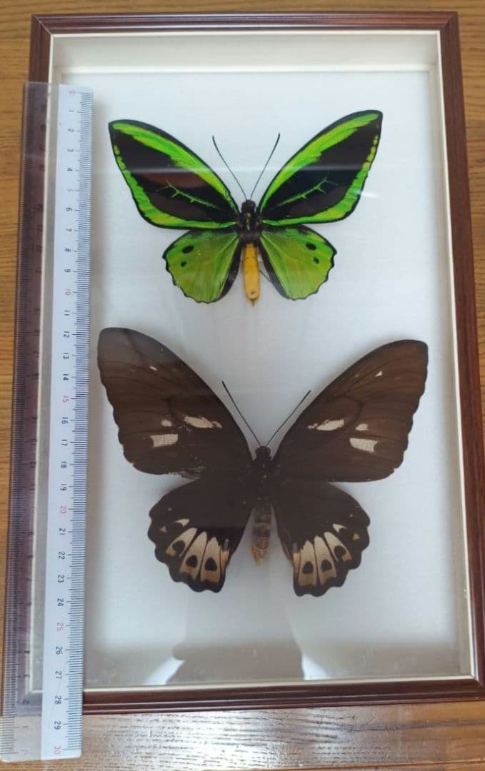 メガネトリバネアゲハ　大型標本
