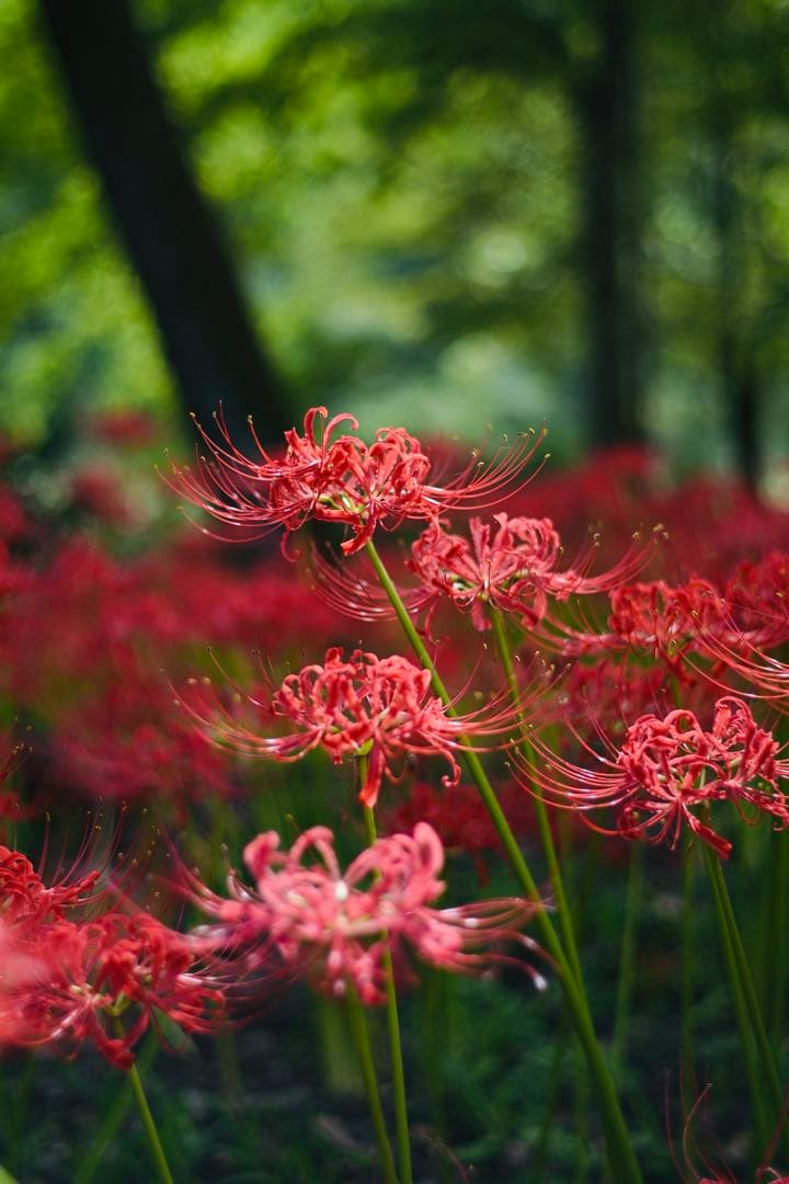 約1800ショット 別売ウッドグリップ付！nikon zfc 人気ブラック 美品