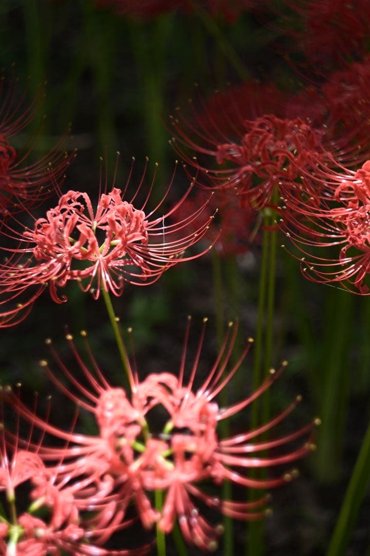 約1800ショット 別売ウッドグリップ付！nikon zfc 人気ブラック 美品