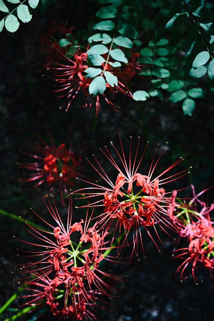 約1800ショット 別売ウッドグリップ付！nikon zfc 人気ブラック 美品