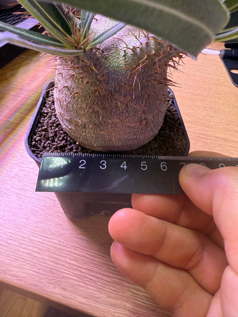 グラキリス実生　中株サイズ