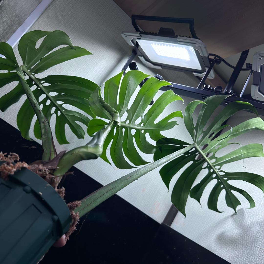 く*。様 モンステラデリシオーサマクロコズム超希少系統鉢植え67㎝