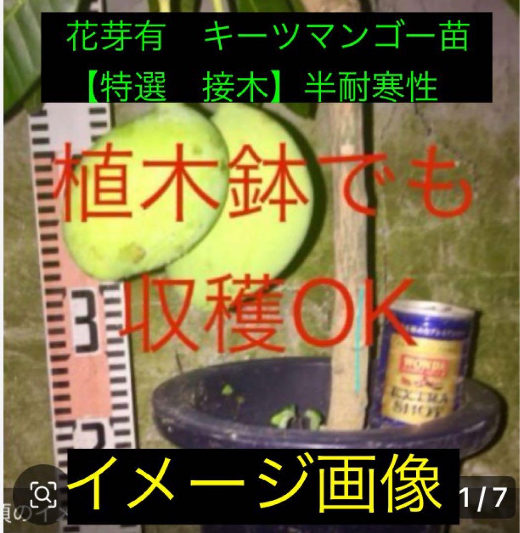 くろキーツマンゴー苗　【特選　接木】半耐寒性