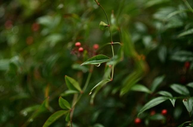 【美品箱付】ニコン Nikon AF-S NIKKOR 85mm f/1.8 G