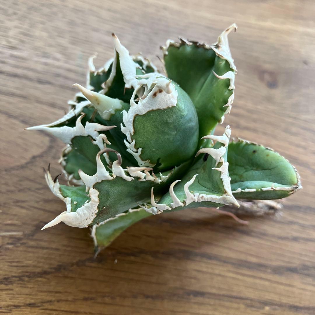 【速達】⑤子株付き　特選　太棘　アガべ　チタノタ　白豪刺　TC