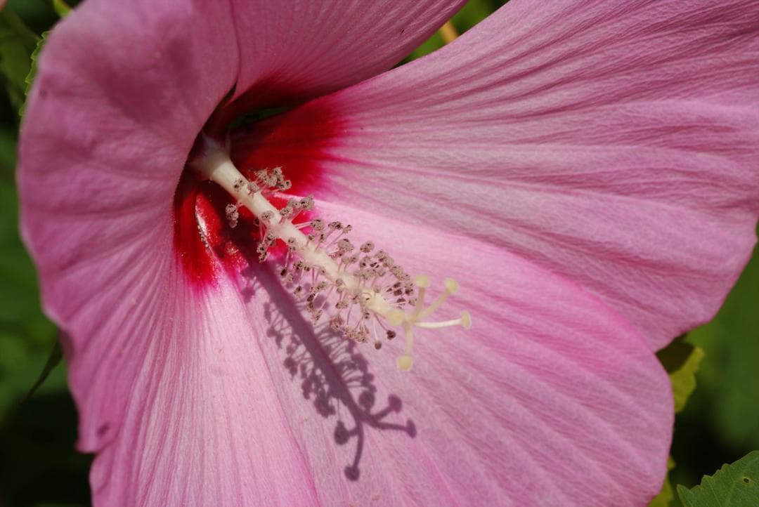 MINOLTA 　AF MACRO 100mm F2.8