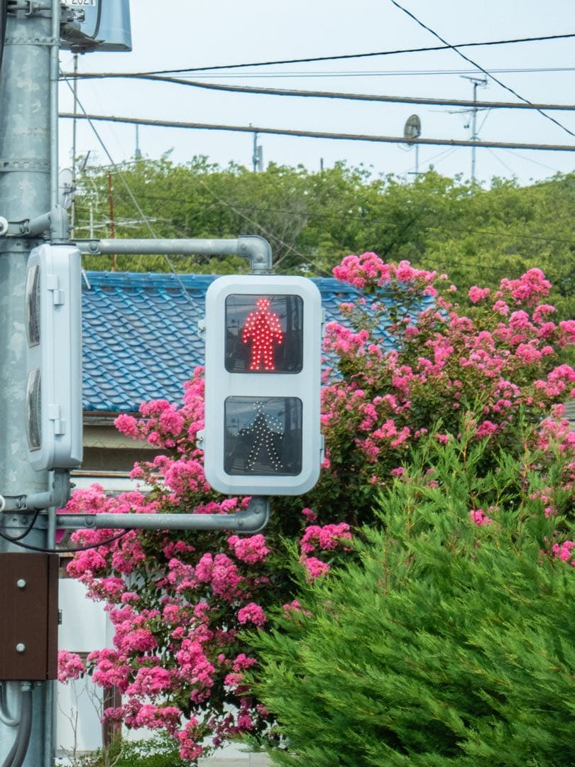 Panasonic LUMIX TZ60（作例あり）