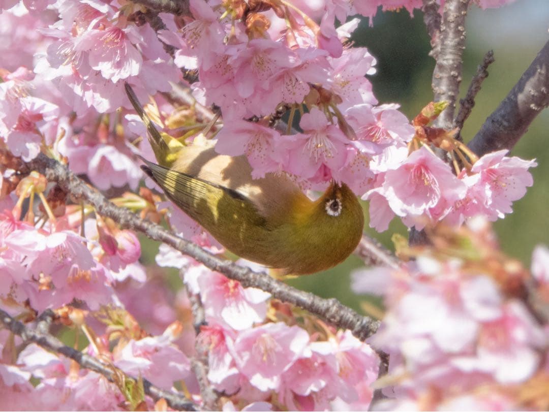 Panasonic LUMIX TZ60（作例あり）