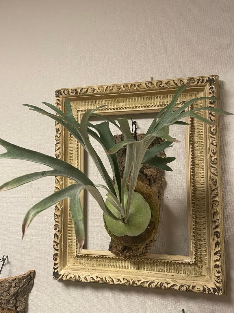 ビカクシダ P.veitchii wild ビカクマフィア