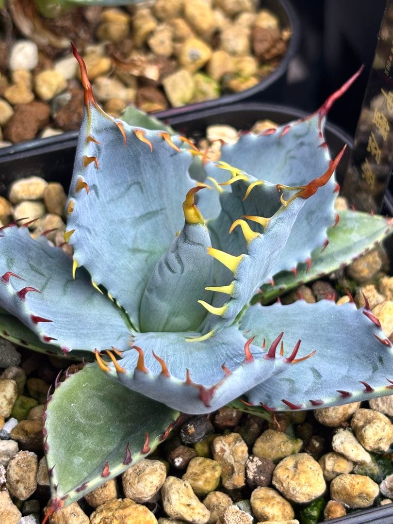 s*e様 アガベ 甲蟹屈原 子株 発根済 特白 青葉 陽炎 狂刺 連刺 ハイブリ