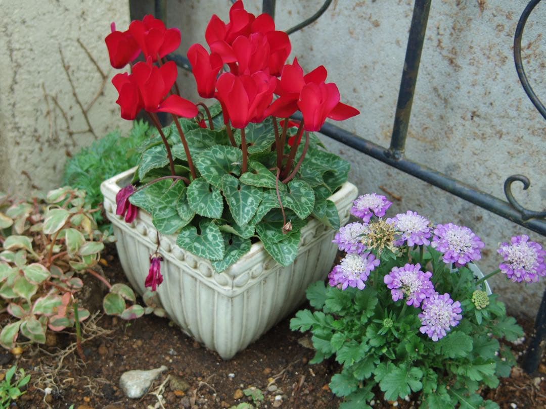 セール　PENTAX Q10 ミラーレス　レンズ多数、スマホ転送、作例あり