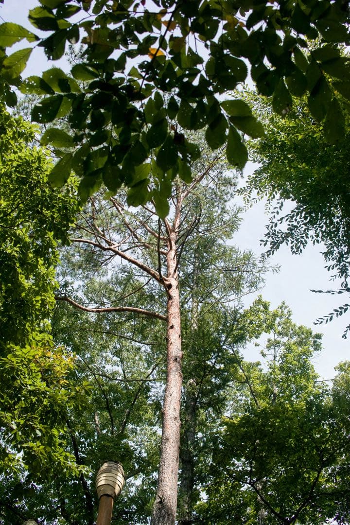 SIGMA DP1 DP2 2台セット