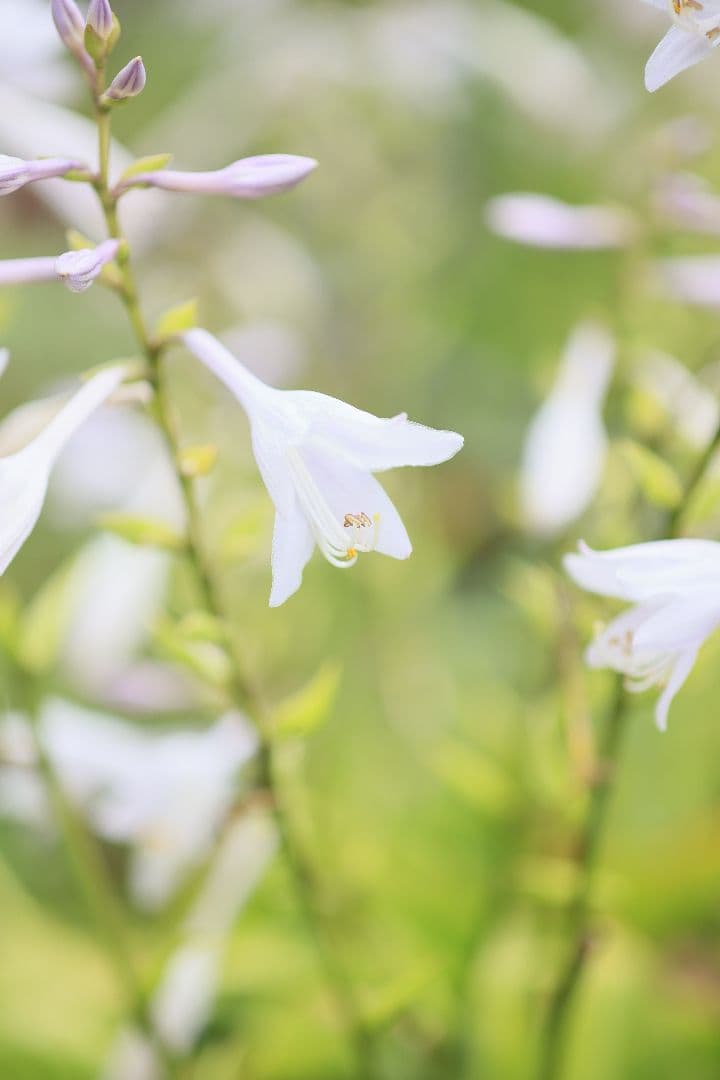 《銘玉》TAMRON SP 90mm F2.5 52BB 【光学美品】