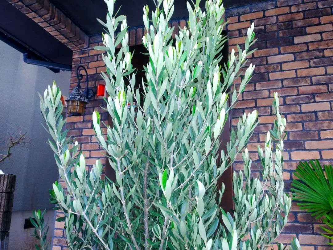 オリーブの木 シプレッシーノ 200cm❗ 大型12号 綺麗な葉色 植え替え済