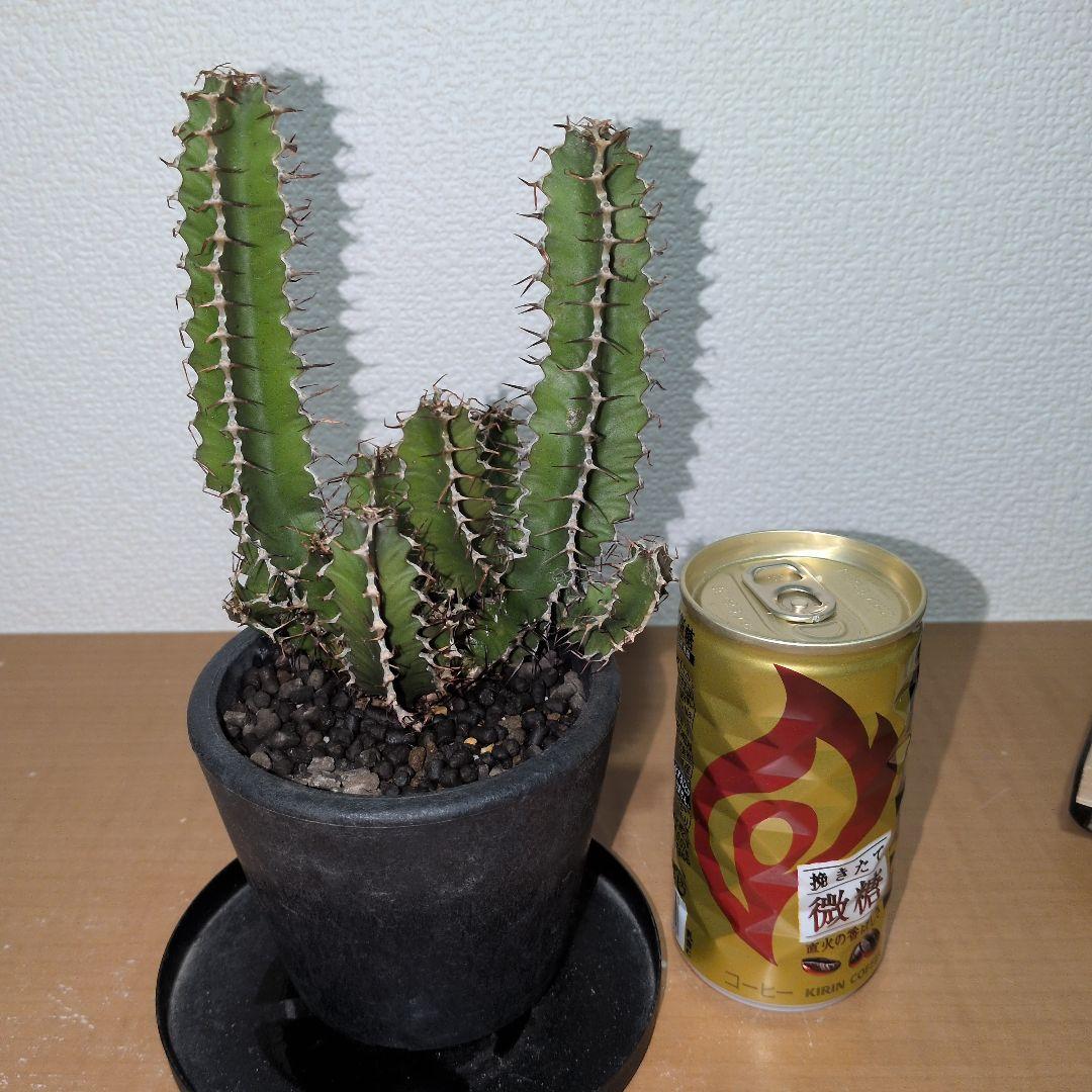 ユーフォルビア　ムランジーナ　実生 （鉢付き)