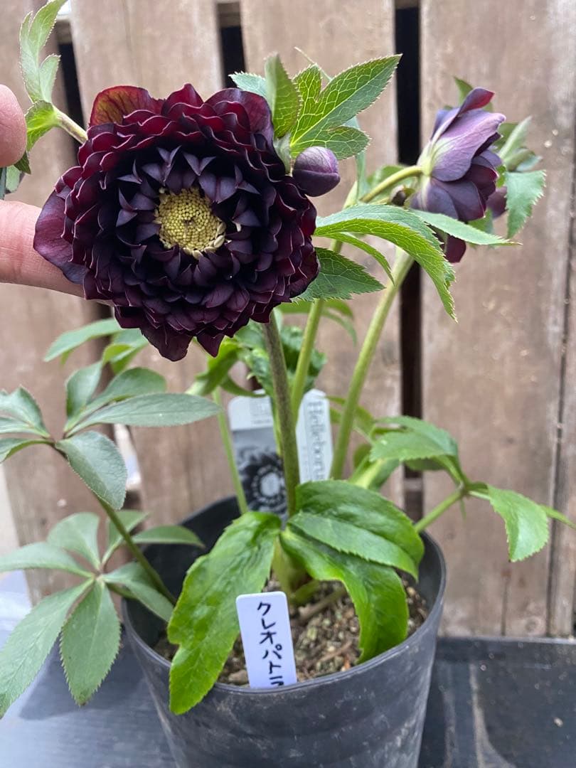 A*️様 クレオパトラ　超多弁　広瀬園芸