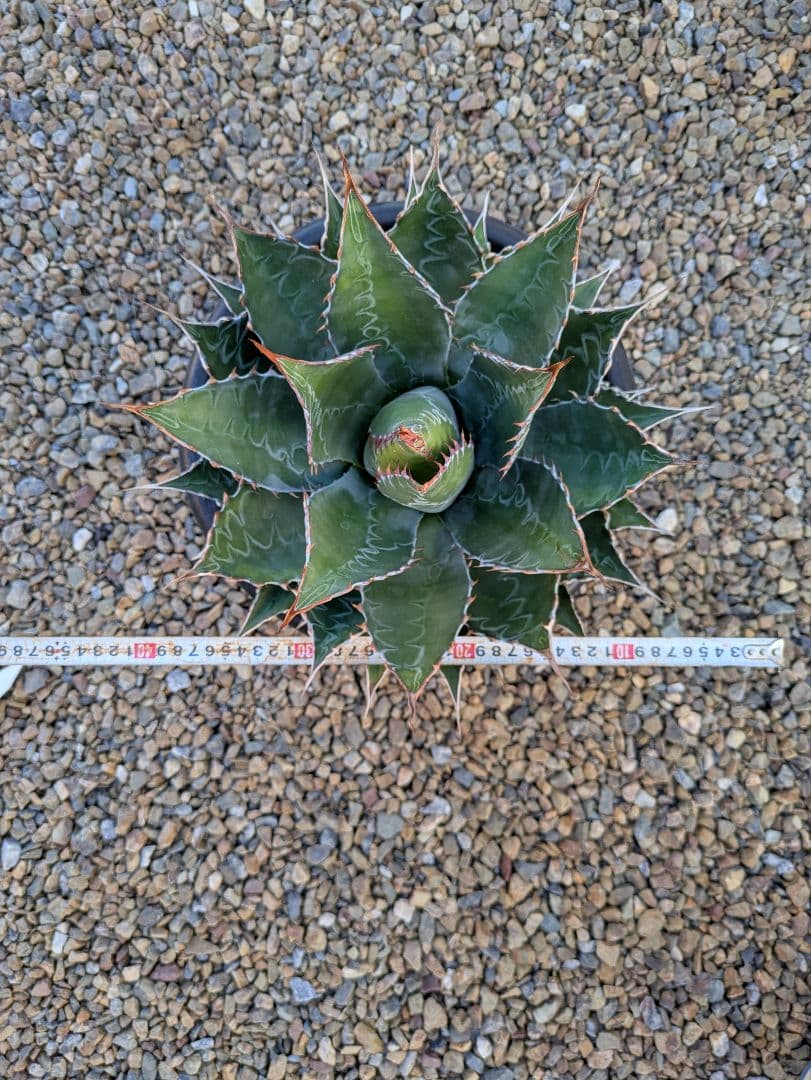 g*r様 【アガベ】【特大】【10号ポット】モンタナ