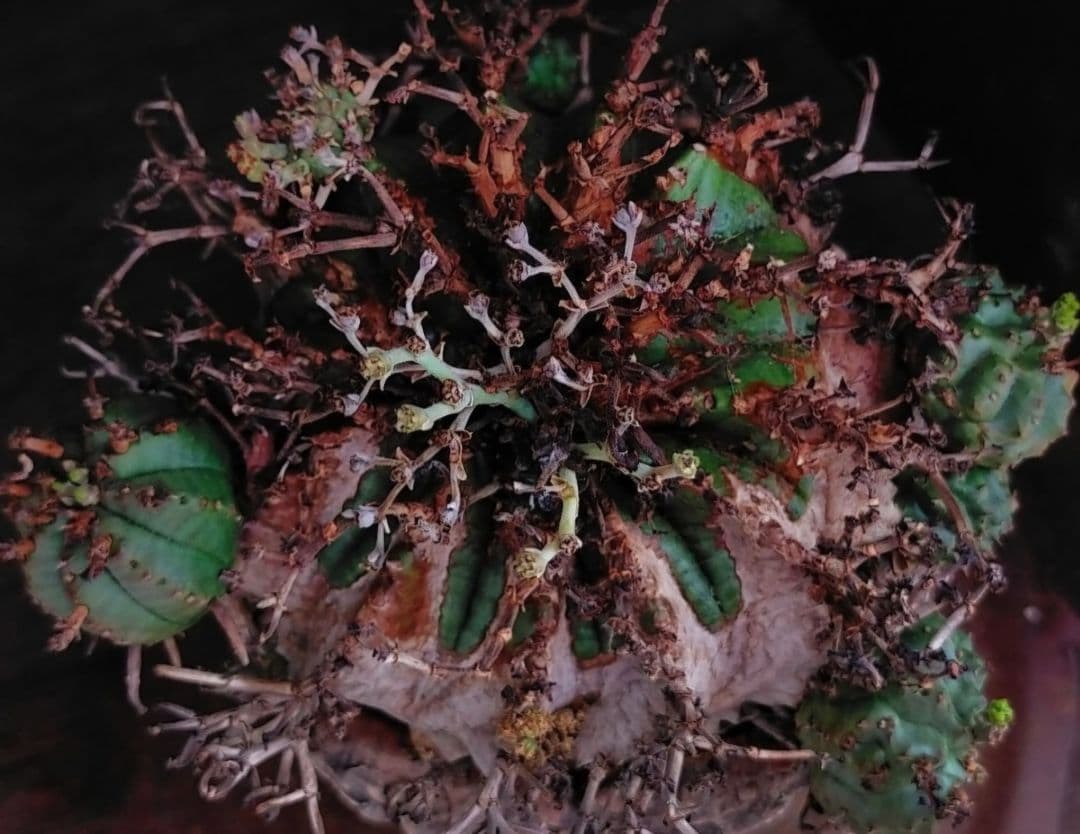 メルカリ便発送☆しん様 リクエスト 2点 まとめ商品