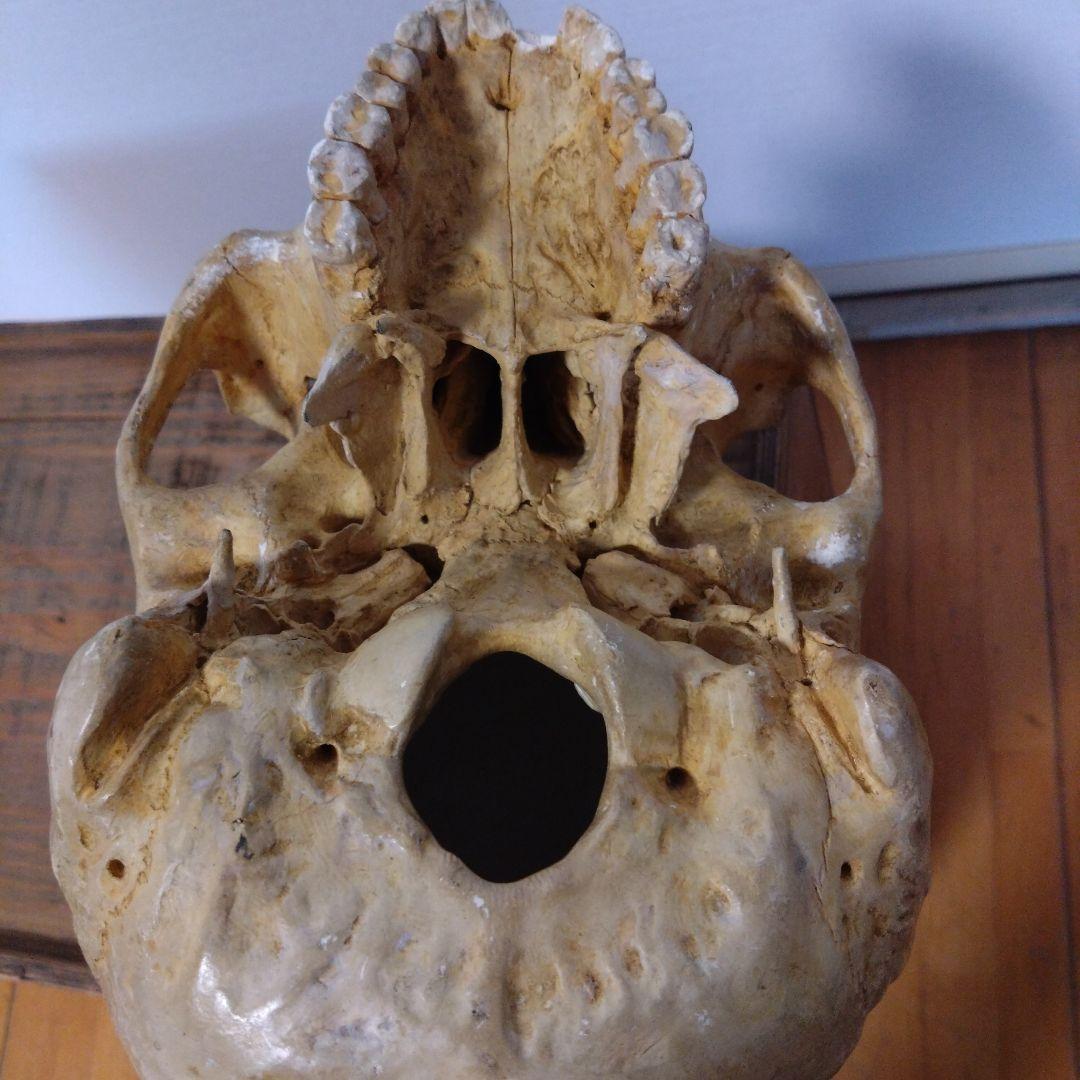 レトロな木箱入　頭蓋骨　　模型　田中狐峯製品
