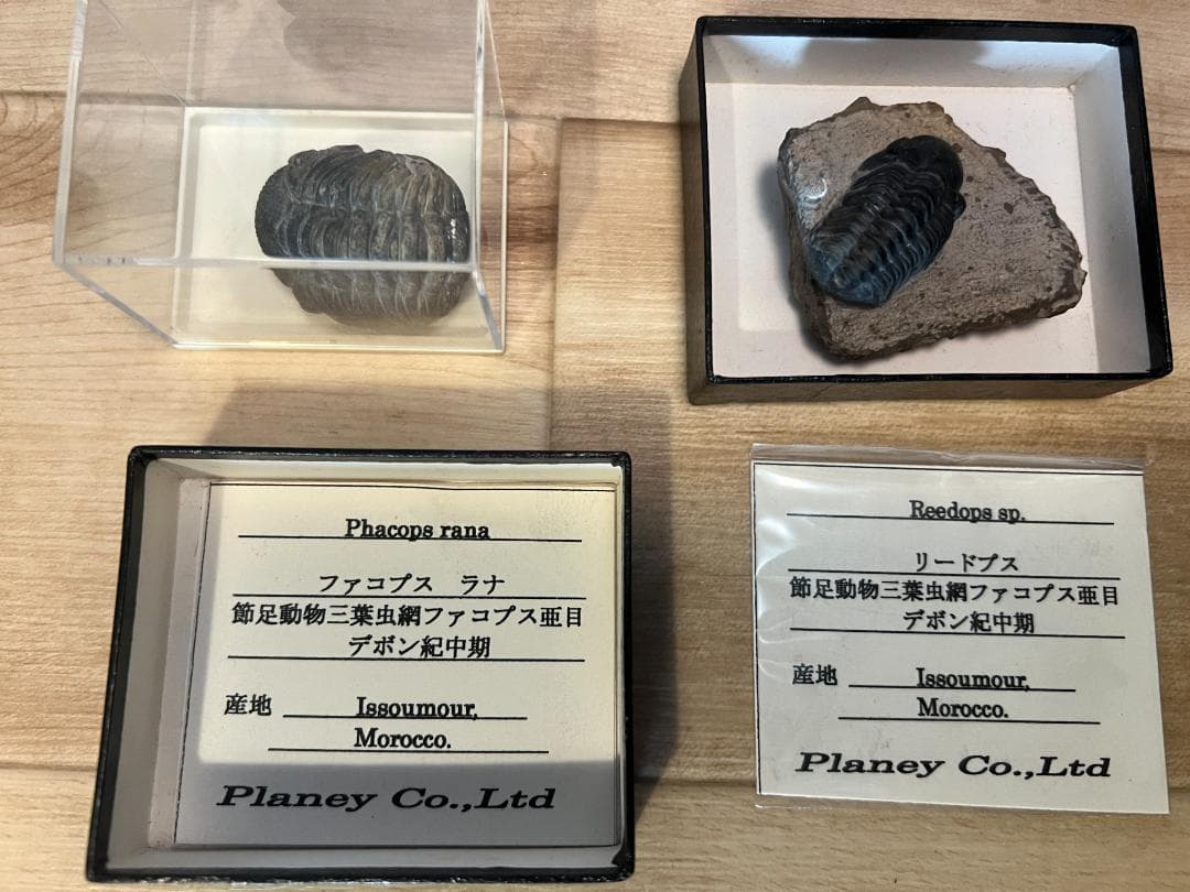 古*代様 化石 4点/ 三葉虫 デボン紀中期 / 産地 モロッコ Issoumo