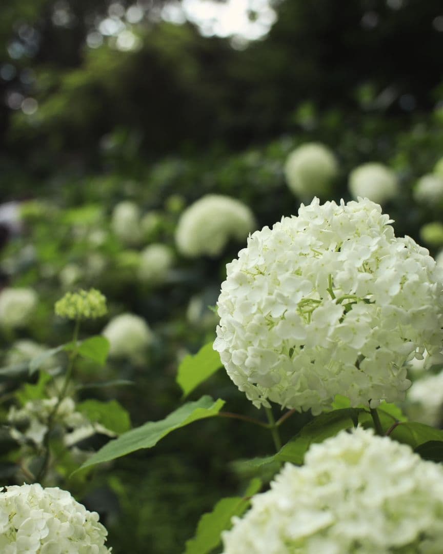 Canon ミラーレスカメラkiss-mとレンズセット