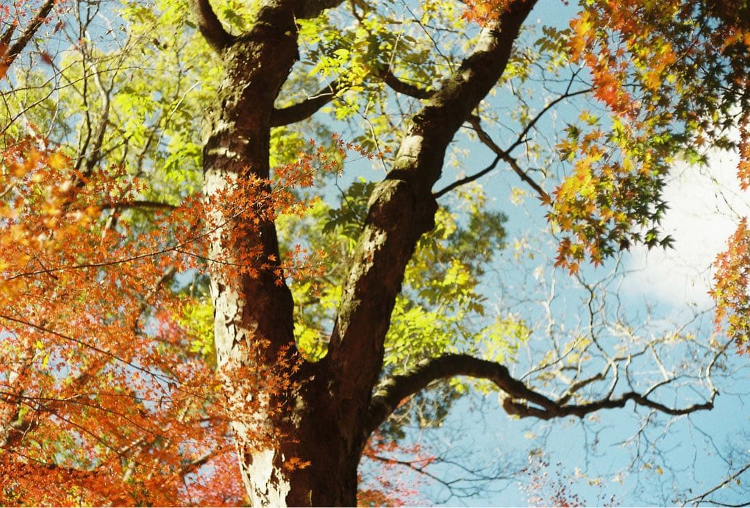 ライカM4 ストラップ付