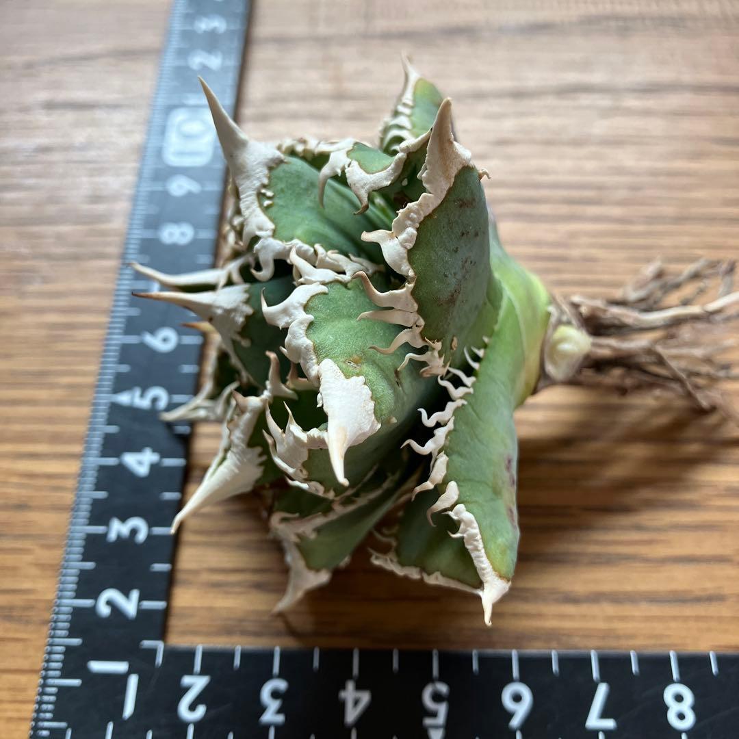 H*C様 【オークション】①選抜　特選　太棘 アガべ　チタノタ　白豪刺　TC 上