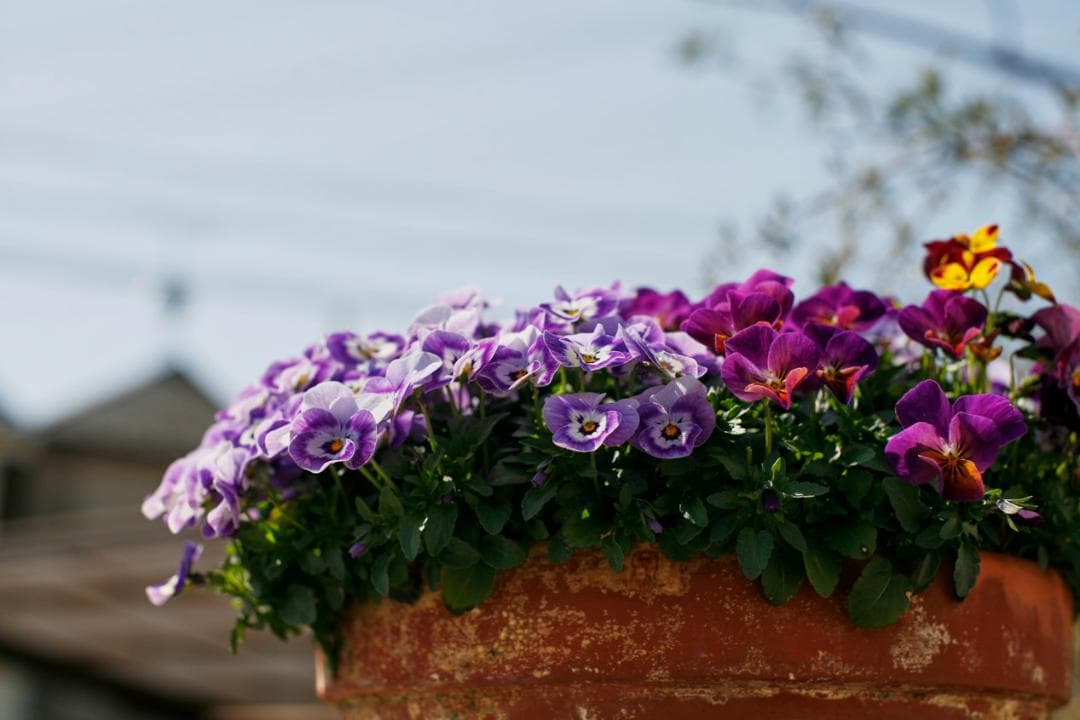 フィルムカメラ Super-Multi-Coated TAKUMAR f1.4 /50 L76