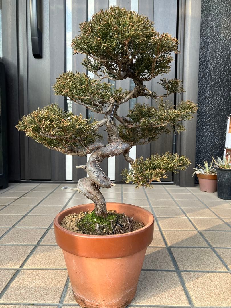 ◉真柏糸魚川　模様木　極上品　大特価！早いもの勝ち