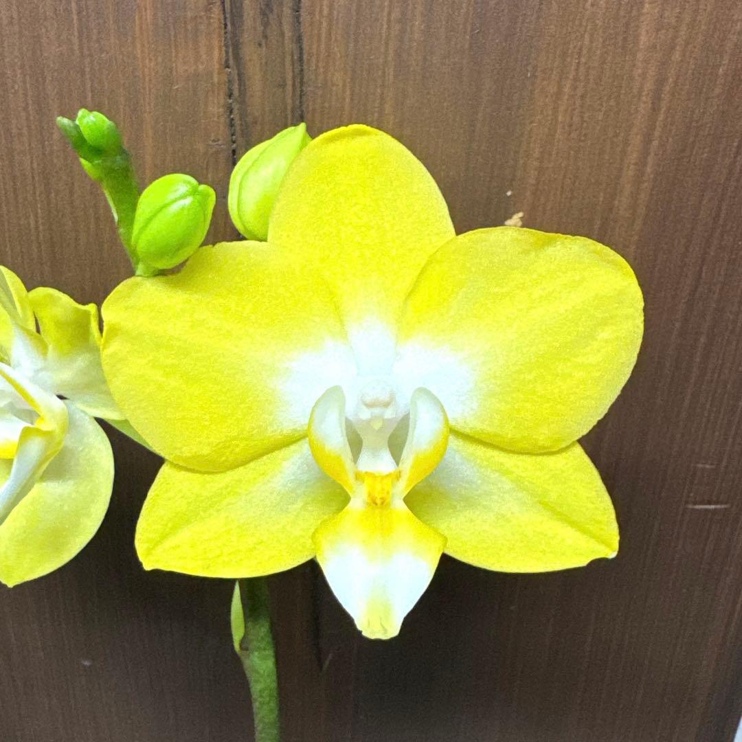 洋ラン洋蘭胡蝶蘭交配種コチョウラン Phal.Rea レア