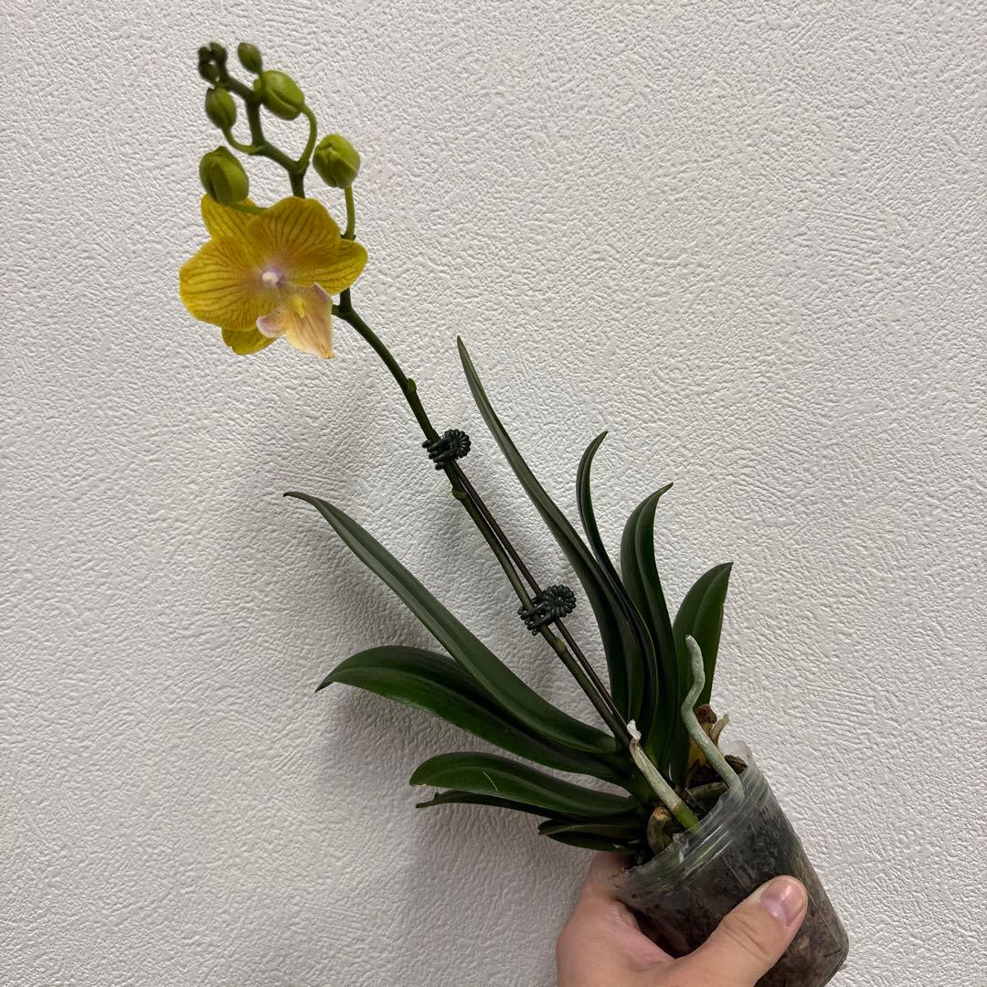 洋ラン洋蘭胡蝶蘭交配種コチョウラン Phal.Rea レア