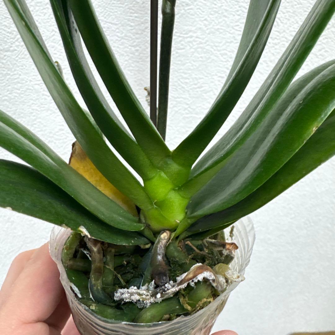 洋ラン洋蘭胡蝶蘭交配種コチョウラン Phal.Rea レア