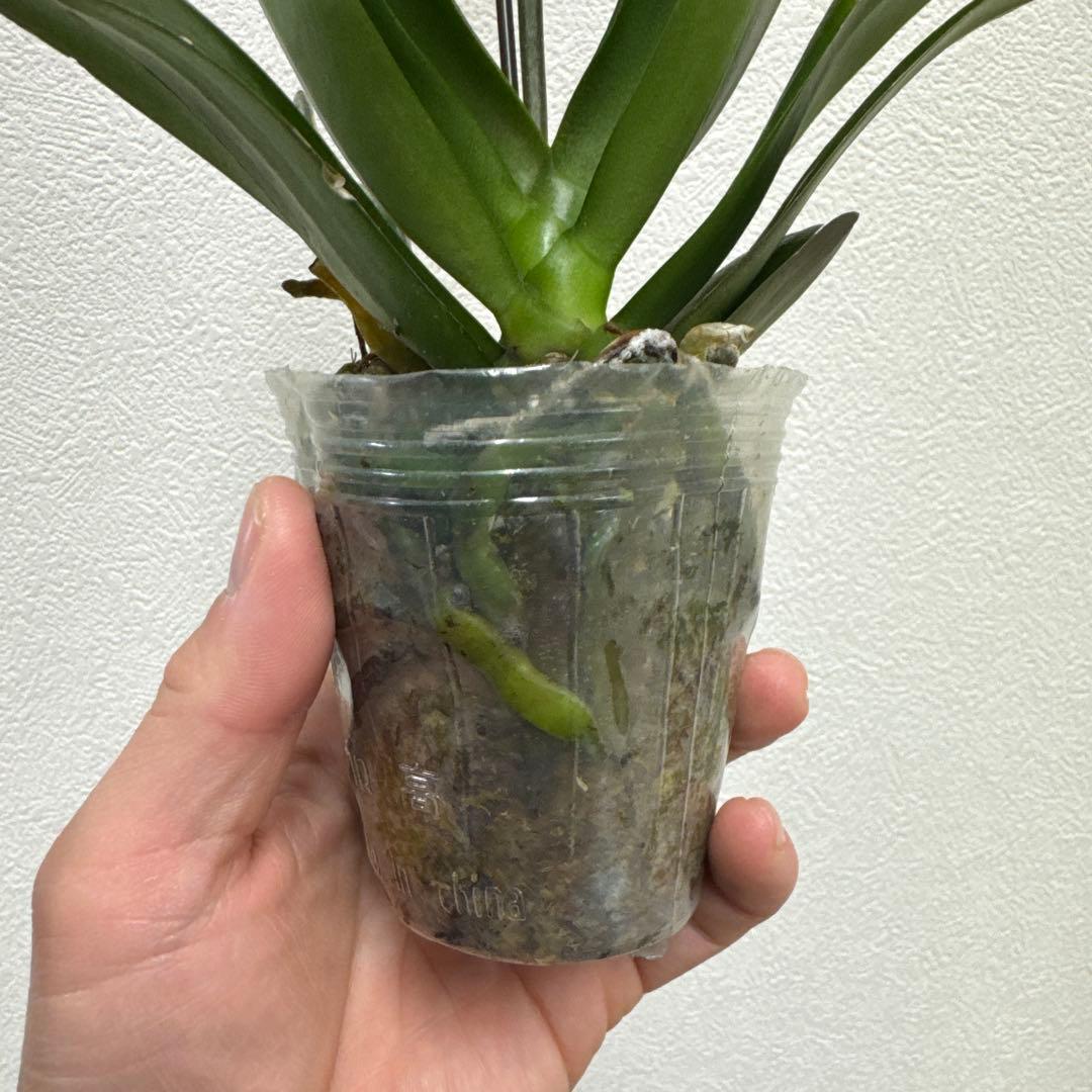 洋ラン洋蘭胡蝶蘭交配種コチョウラン Phal.Rea レア