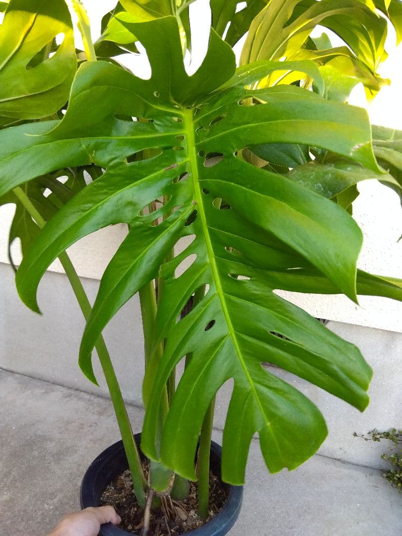 モンステラ　デリシオーサ　8号鉢つき　深穴開き❗2株植え❗　①