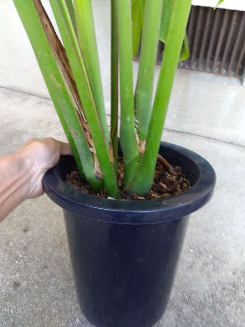 モンステラ　デリシオーサ　8号鉢つき　深穴開き❗2株植え❗　①